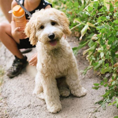 |A cross between Labrador Retrievers and Mini or Toy Poodles, the Mini Labradoodle may take after one parent breed or the other in appearance or they may have their own unique look with an added bonus of a hypoallergenic coat